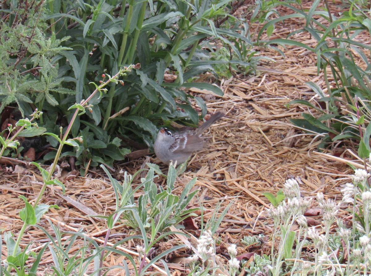 White-crowned Sparrow - ML620354928