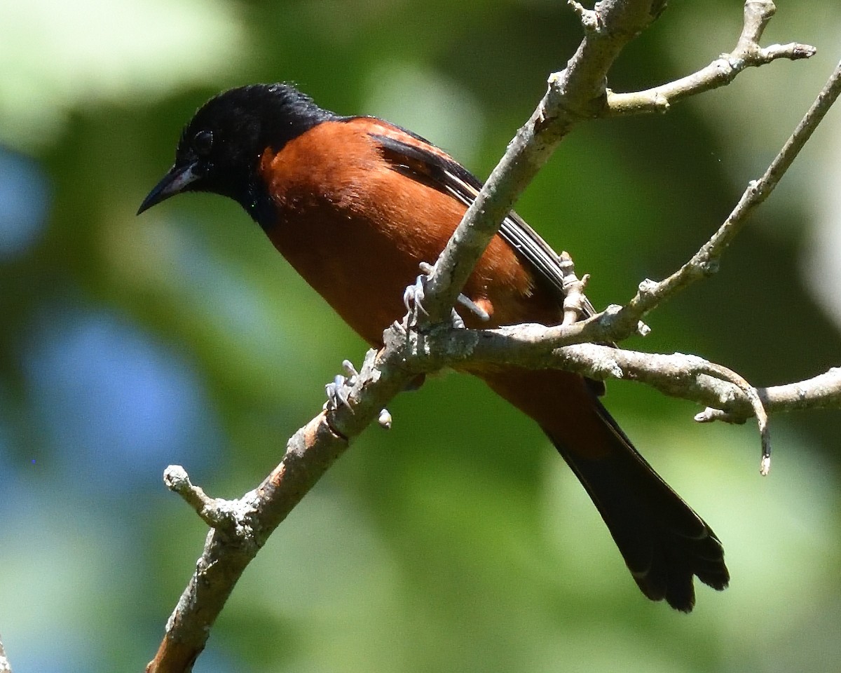 Orchard Oriole - ML620354931