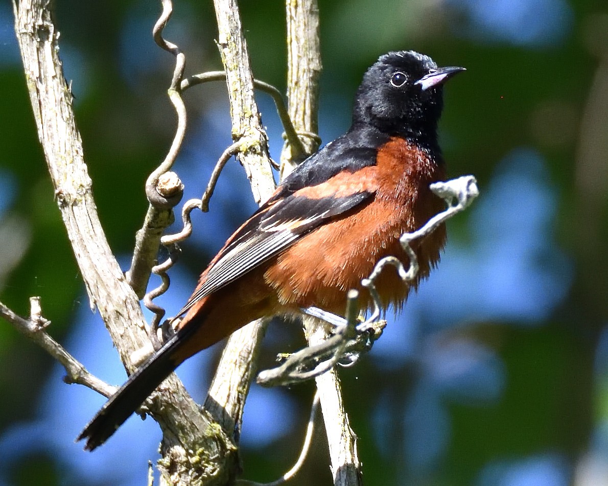 Orchard Oriole - ML620354939