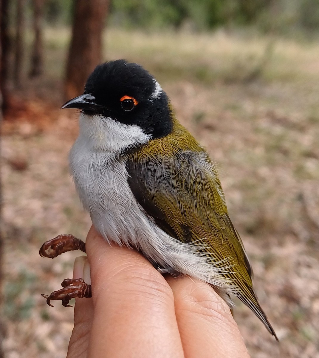 White-naped Honeyeater - ML620354948