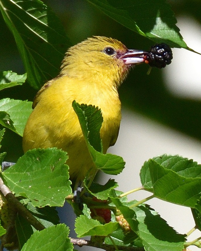 Orchard Oriole - ML620354955
