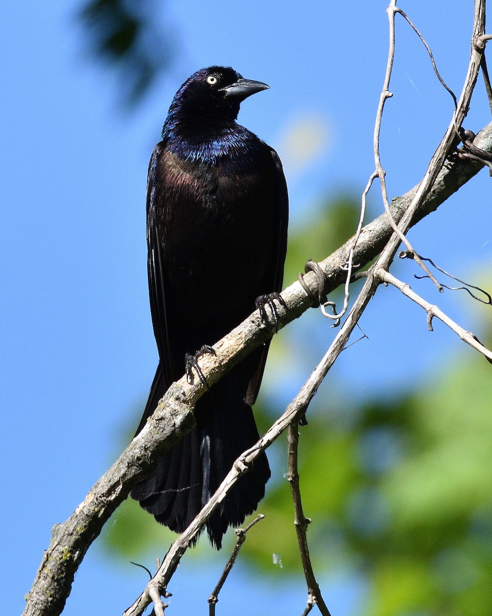 Common Grackle - Brian Smith