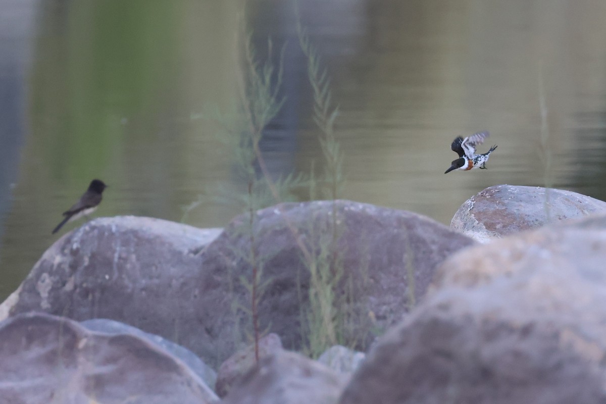 Green Kingfisher - ML620354970