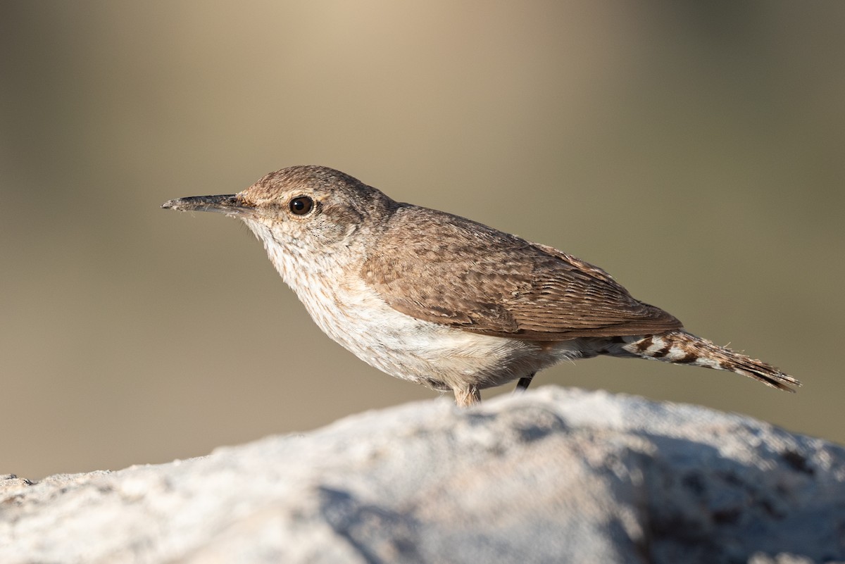 Rock Wren - ML620354990