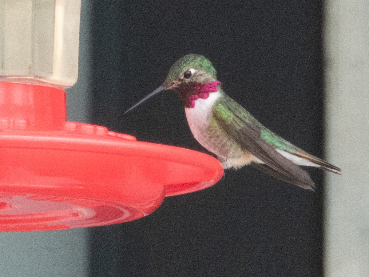 Broad-tailed Hummingbird - ML620354992