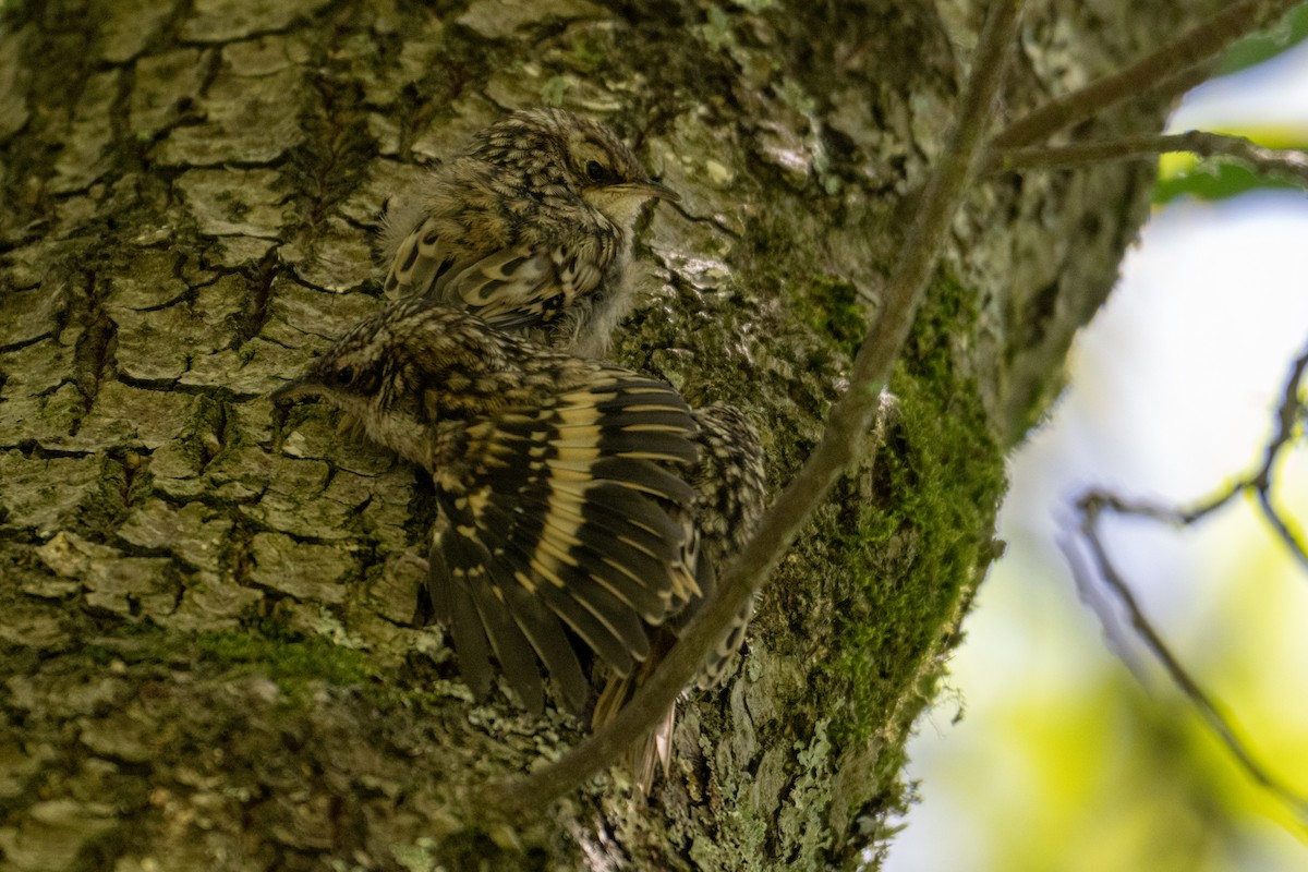 Brown Creeper - ML620354995