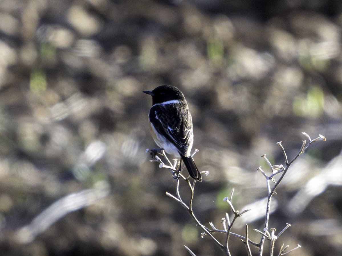 African Stonechat - ML620354999