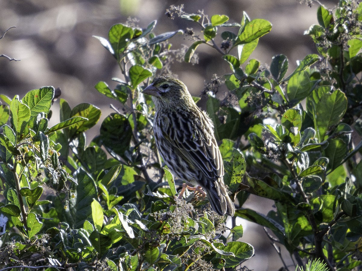 Yellow Bishop - ML620355005