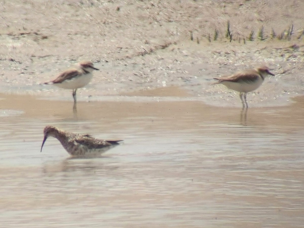 Curlew Sandpiper - ML620355006