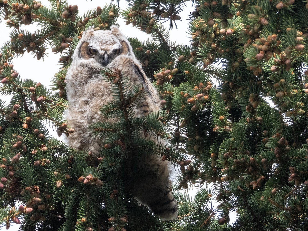 Great Horned Owl - ML620355007