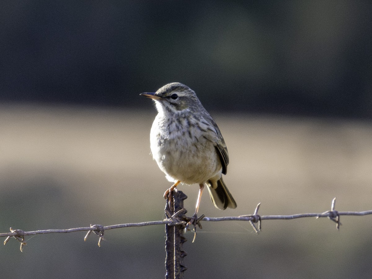 African Pipit - ML620355010