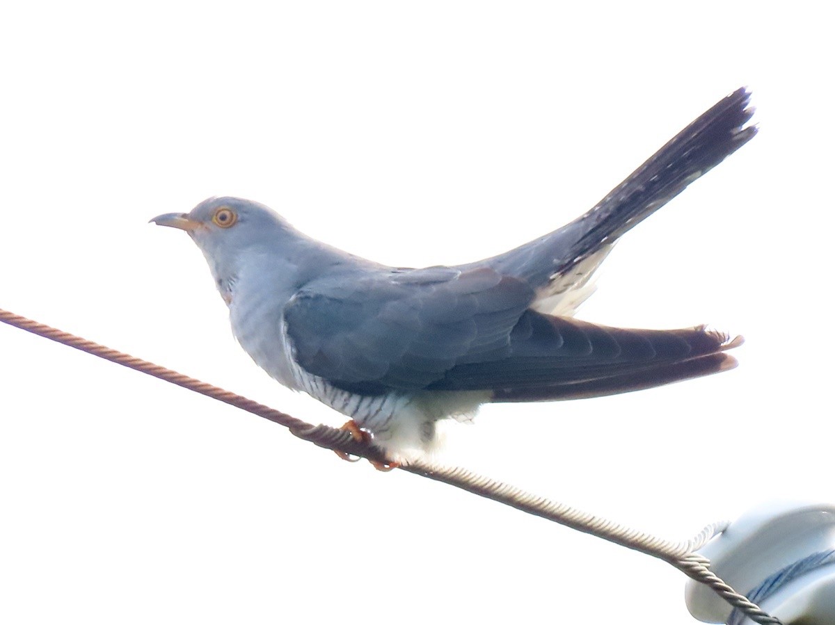 Common Cuckoo - ML620355016