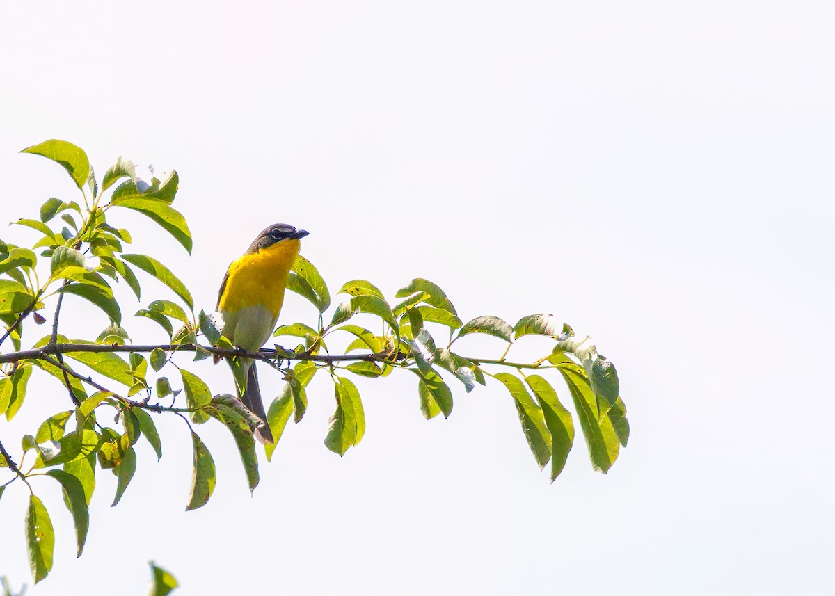 Yellow-breasted Chat - ML620355026