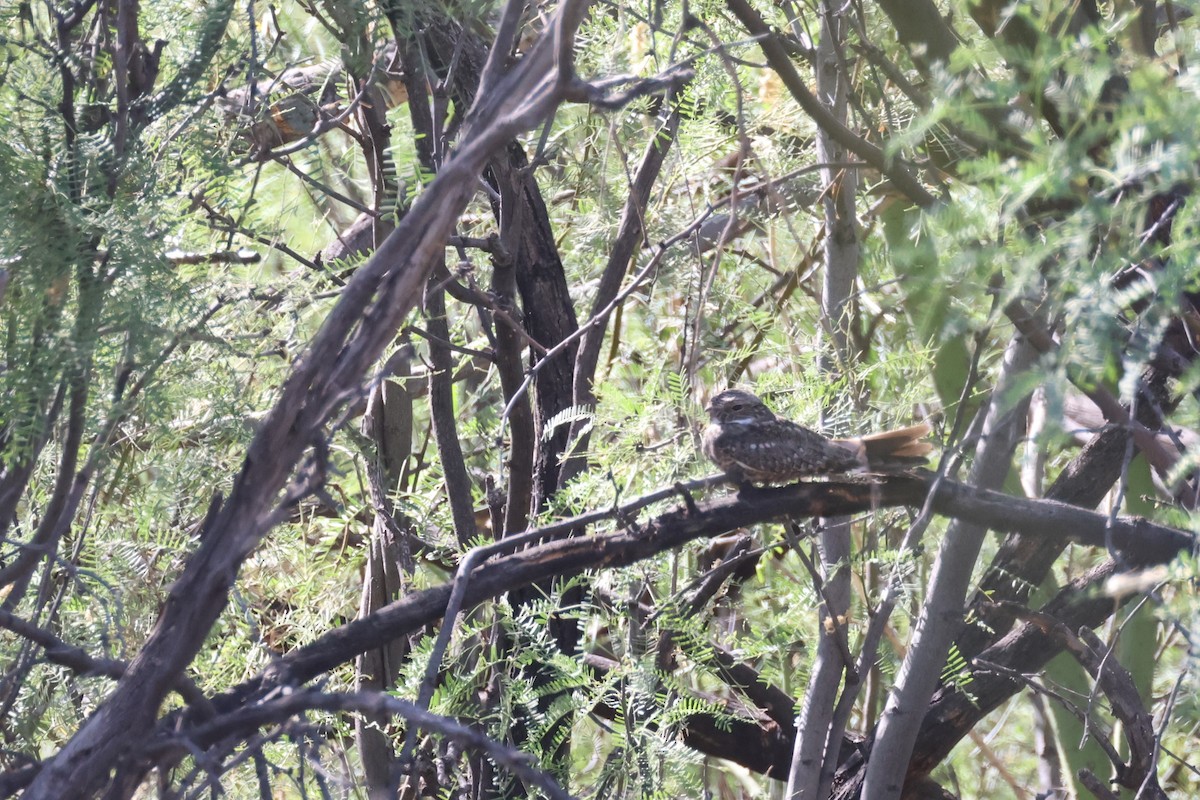 Lesser Nighthawk - Tom Forwood JR