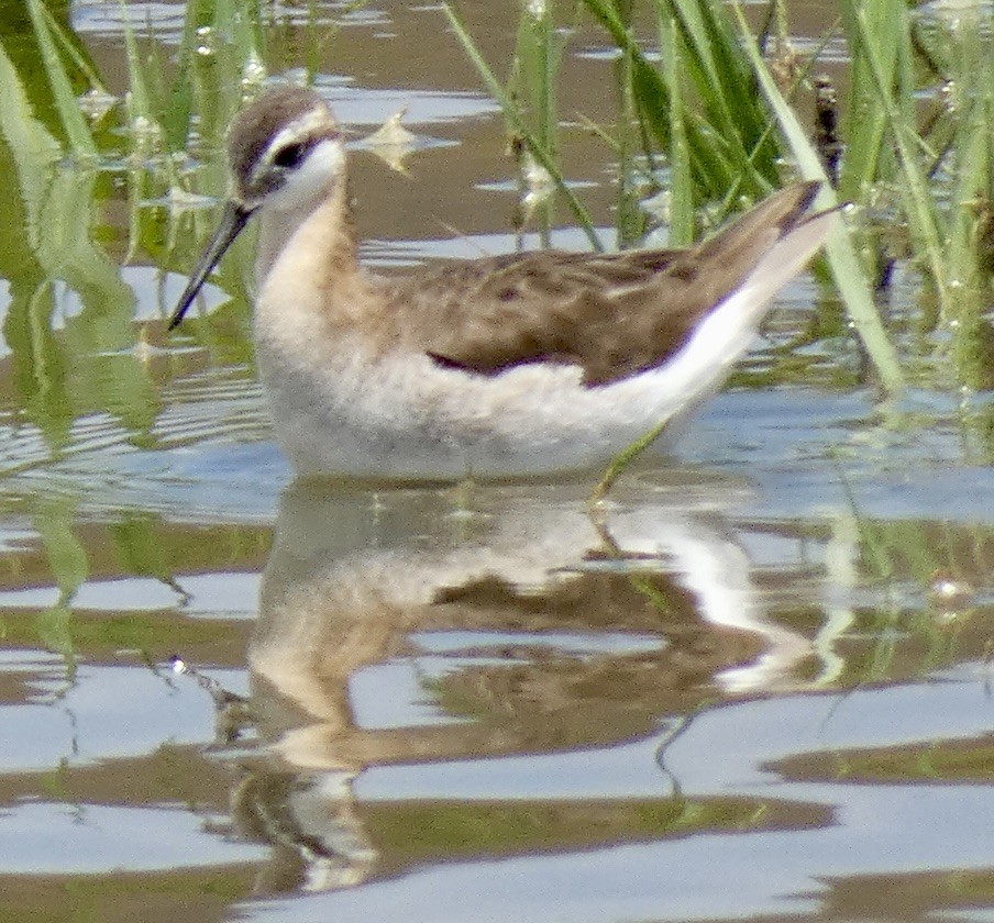 Falaropo Tricolor - ML620355053