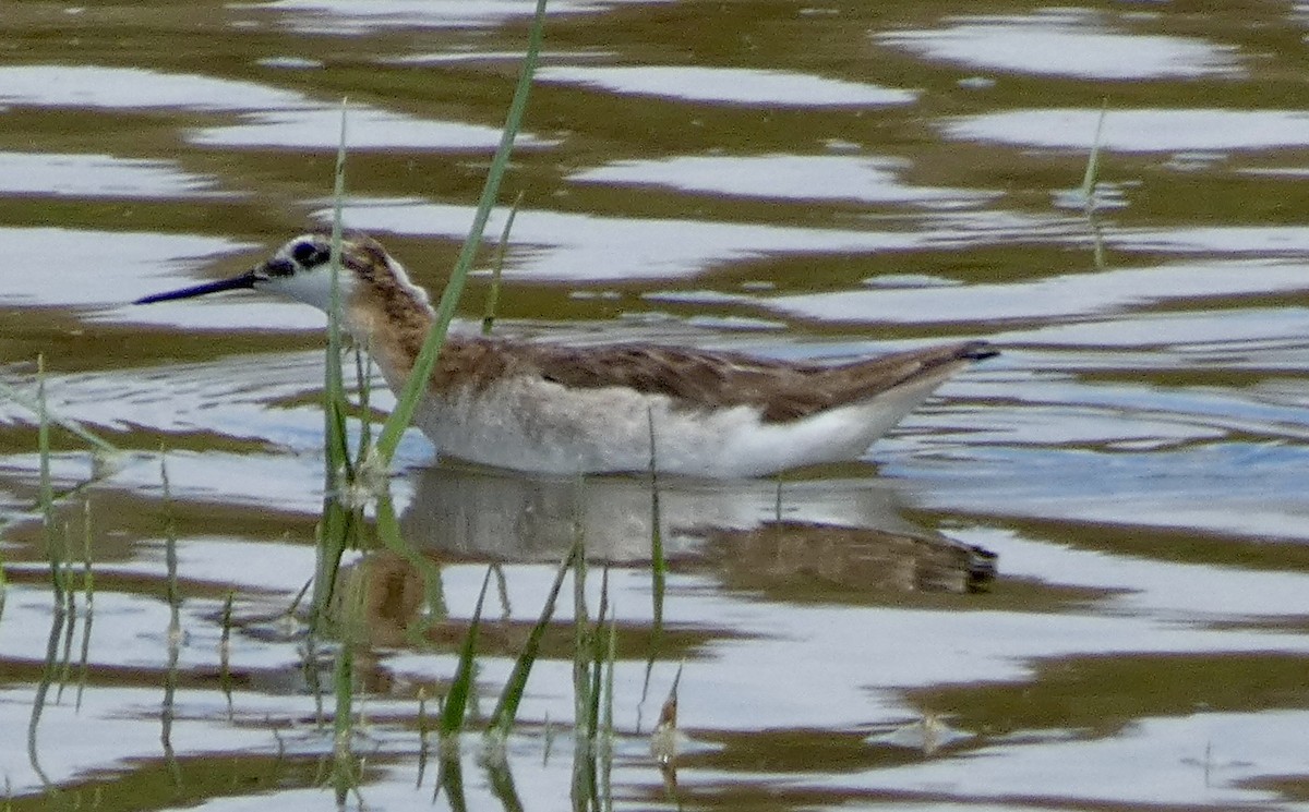 Wilson's Phalarope - ML620355054