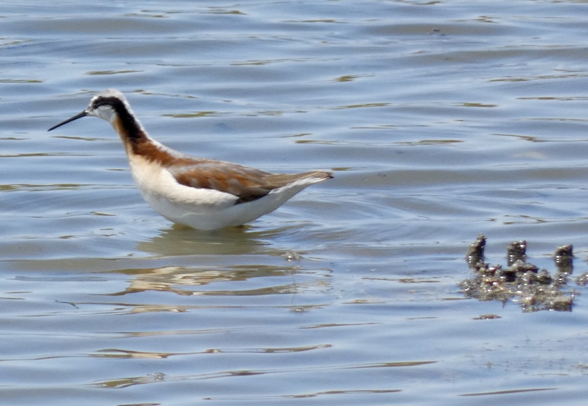 Wilson's Phalarope - ML620355056