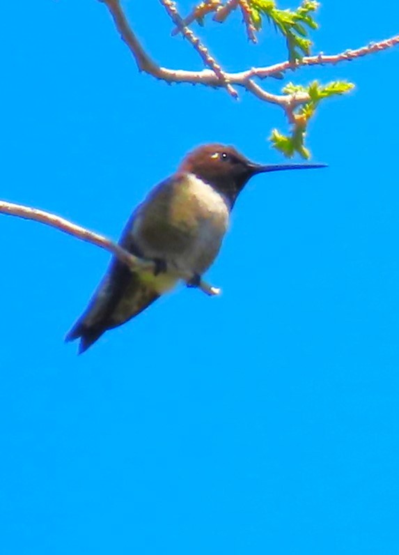 Colibri à gorge noire - ML620355083