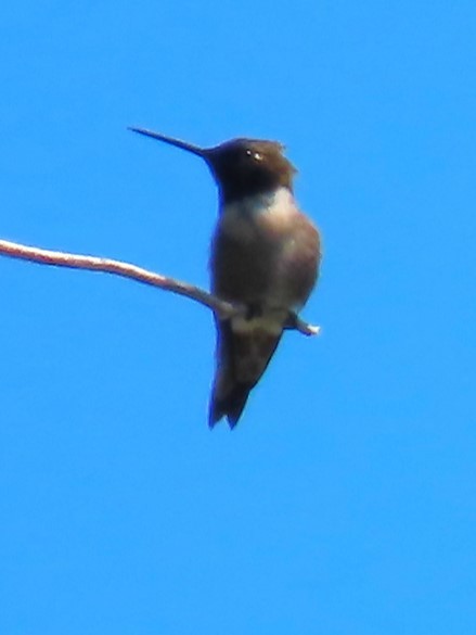 Colibri à gorge noire - ML620355084