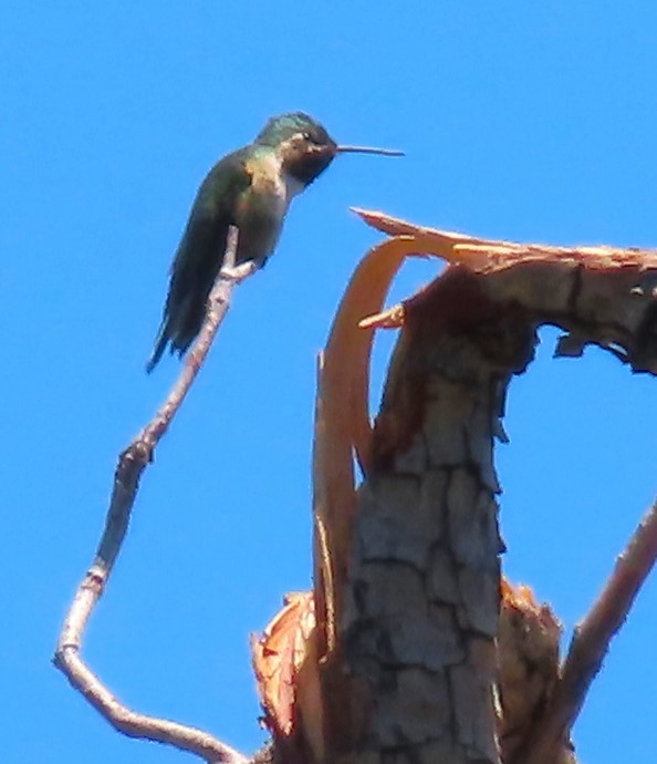 Broad-tailed Hummingbird - ML620355085