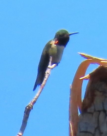 Broad-tailed Hummingbird - ML620355086