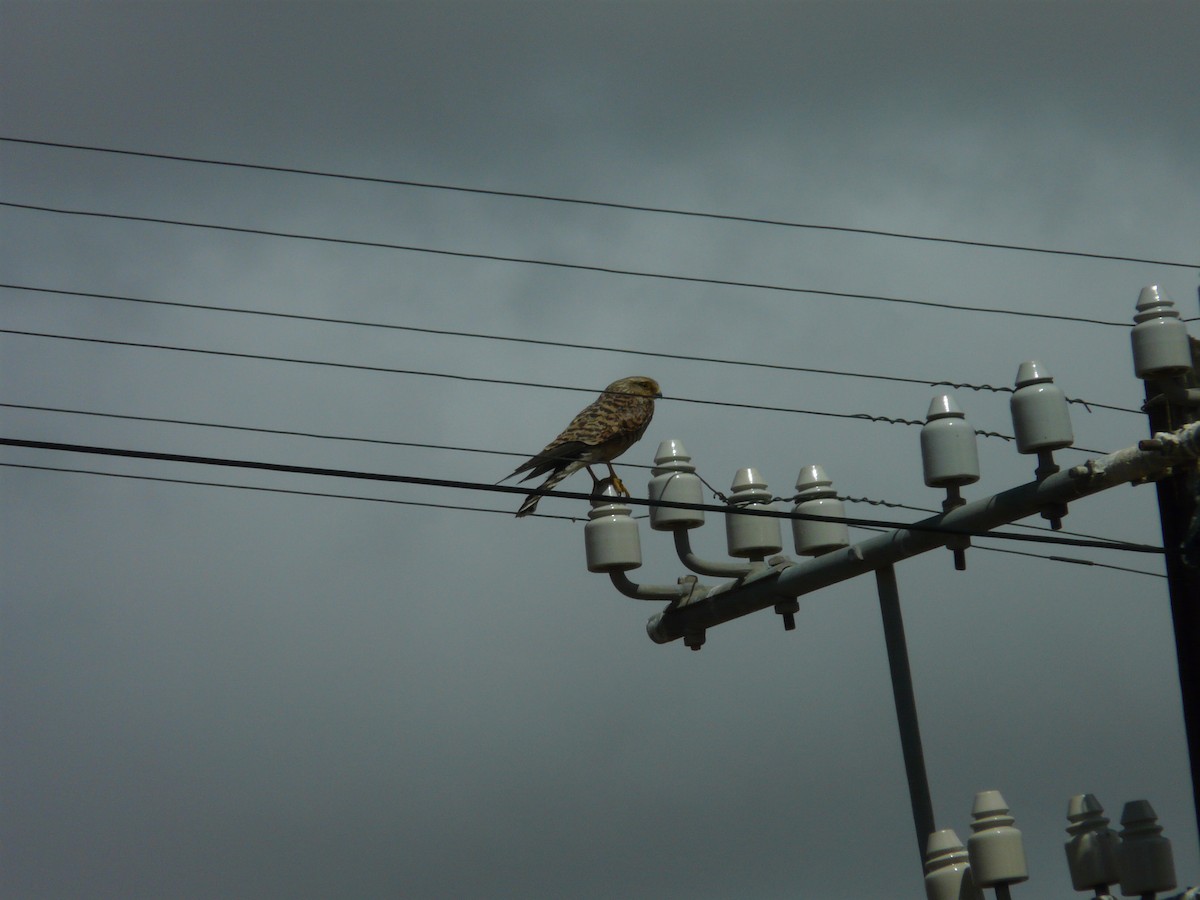 African Marsh Harrier - ML620355088