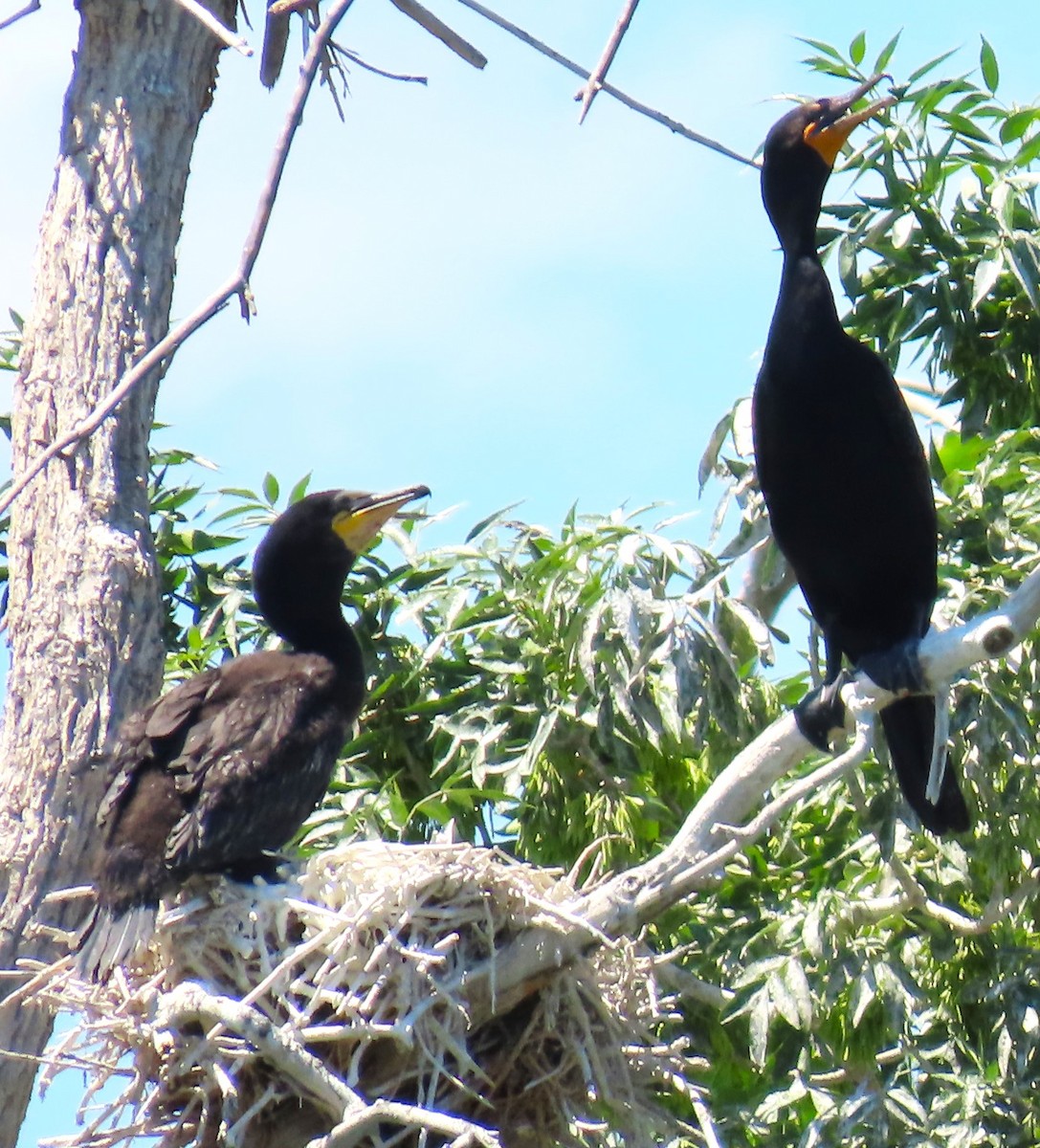 Cormorán Orejudo - ML620355092