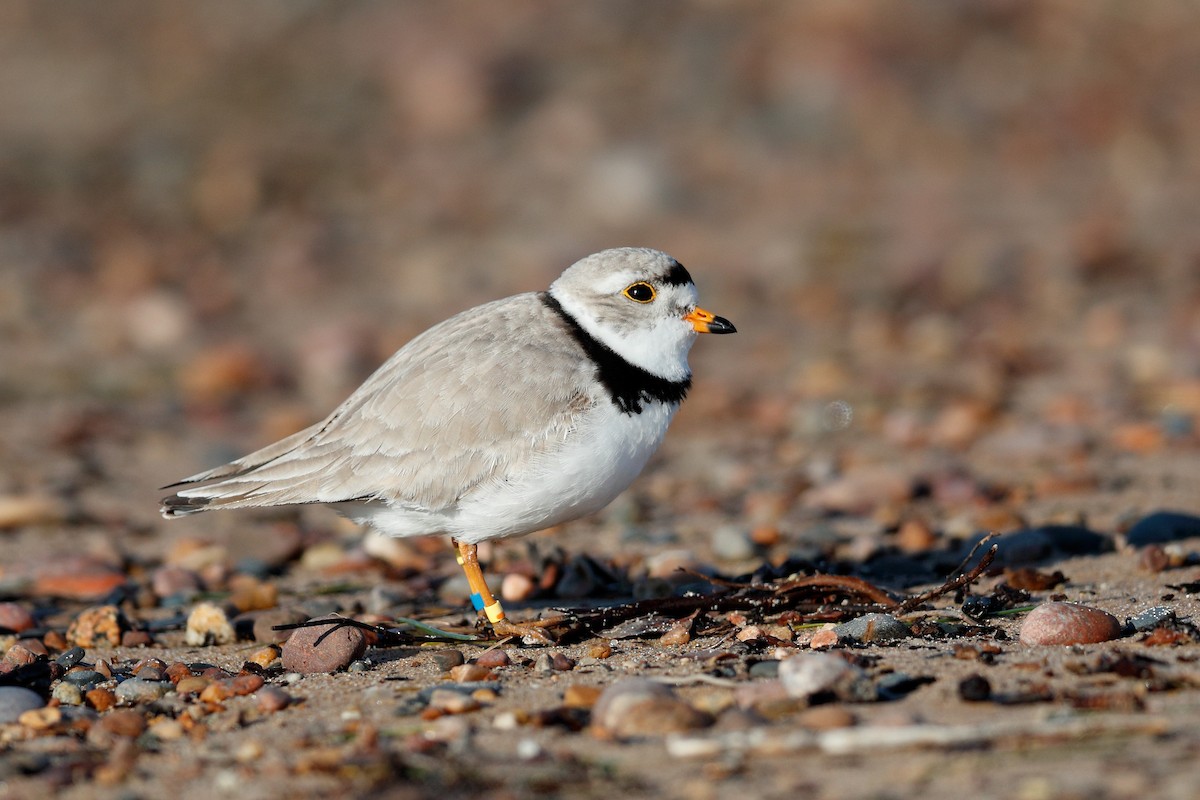 Piping Plover - ML620355099