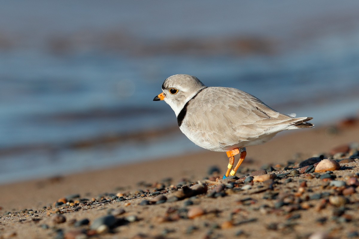 Piping Plover - ML620355102