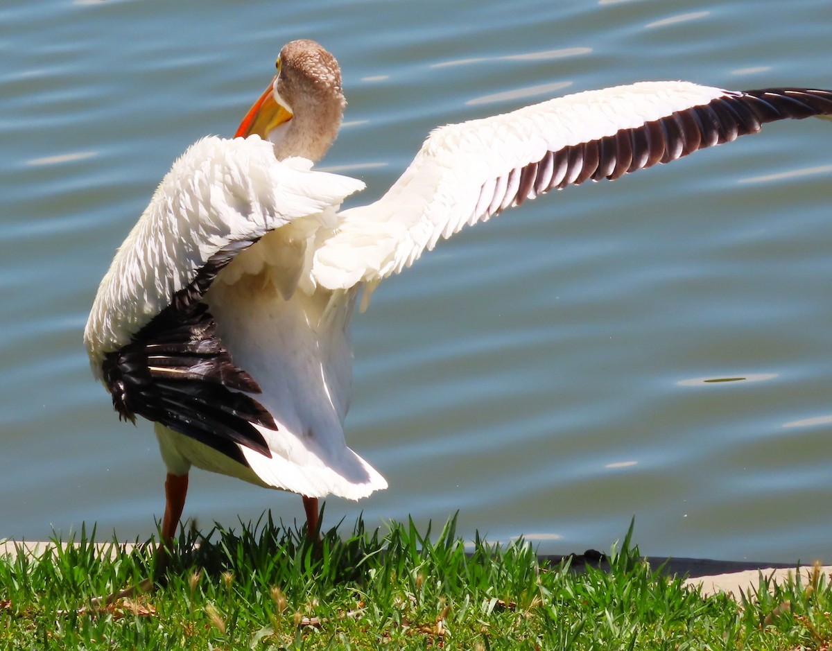 American White Pelican - ML620355103