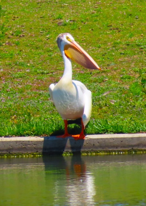 pelikán severoamerický - ML620355107