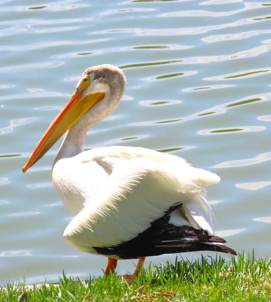 pelikán severoamerický - ML620355110