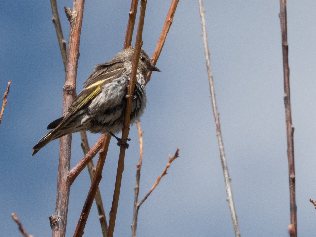 Pine Siskin - ML620355120