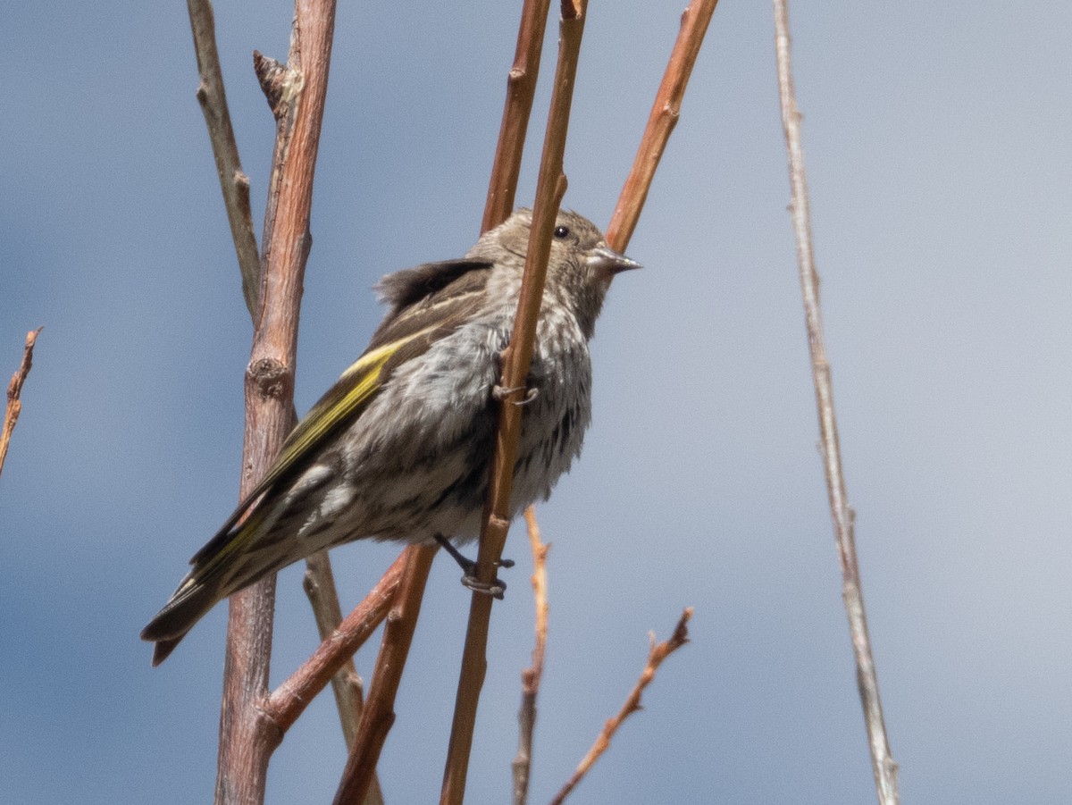 Pine Siskin - ML620355121