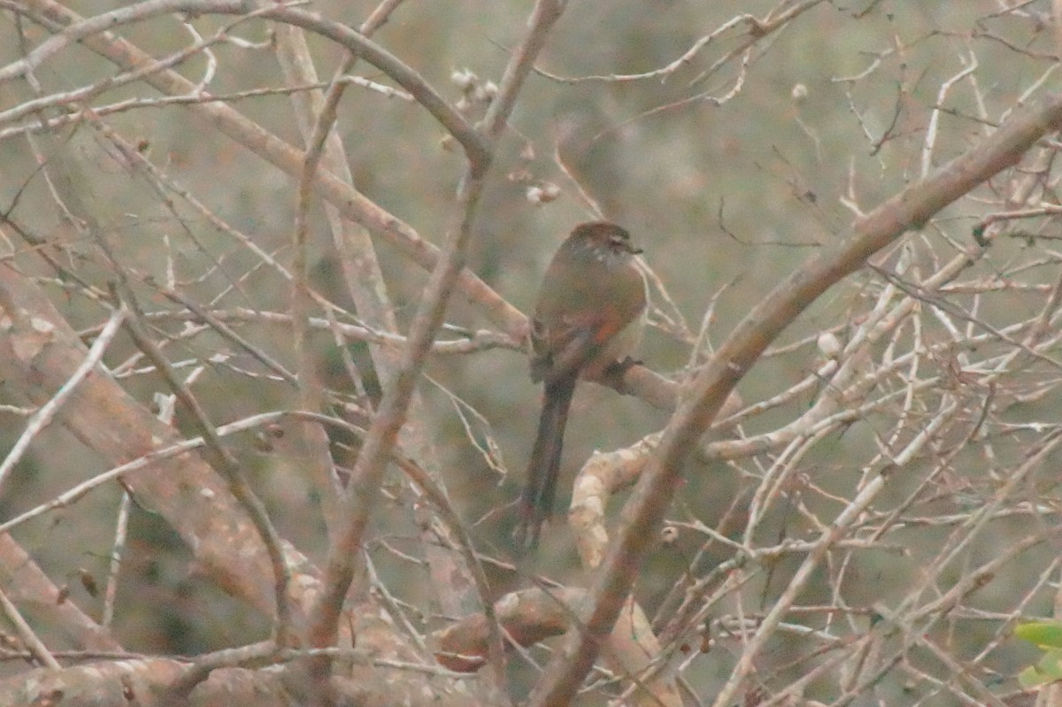 Plain-mantled Tit-Spinetail - ML620355124