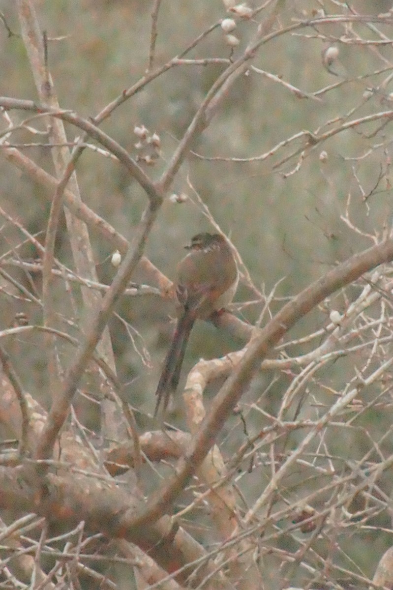 Plain-mantled Tit-Spinetail - ML620355127