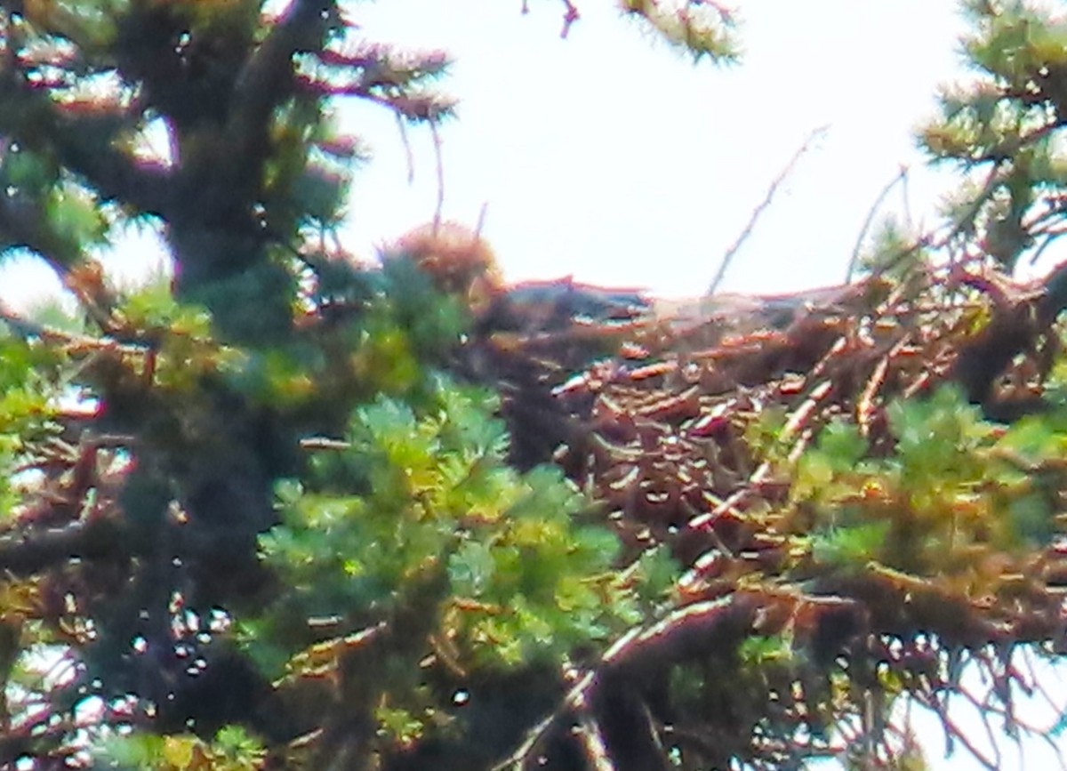 Swainson's Hawk - ML620355129