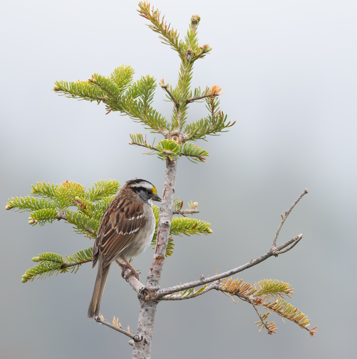 White-throated Sparrow - ML620355130