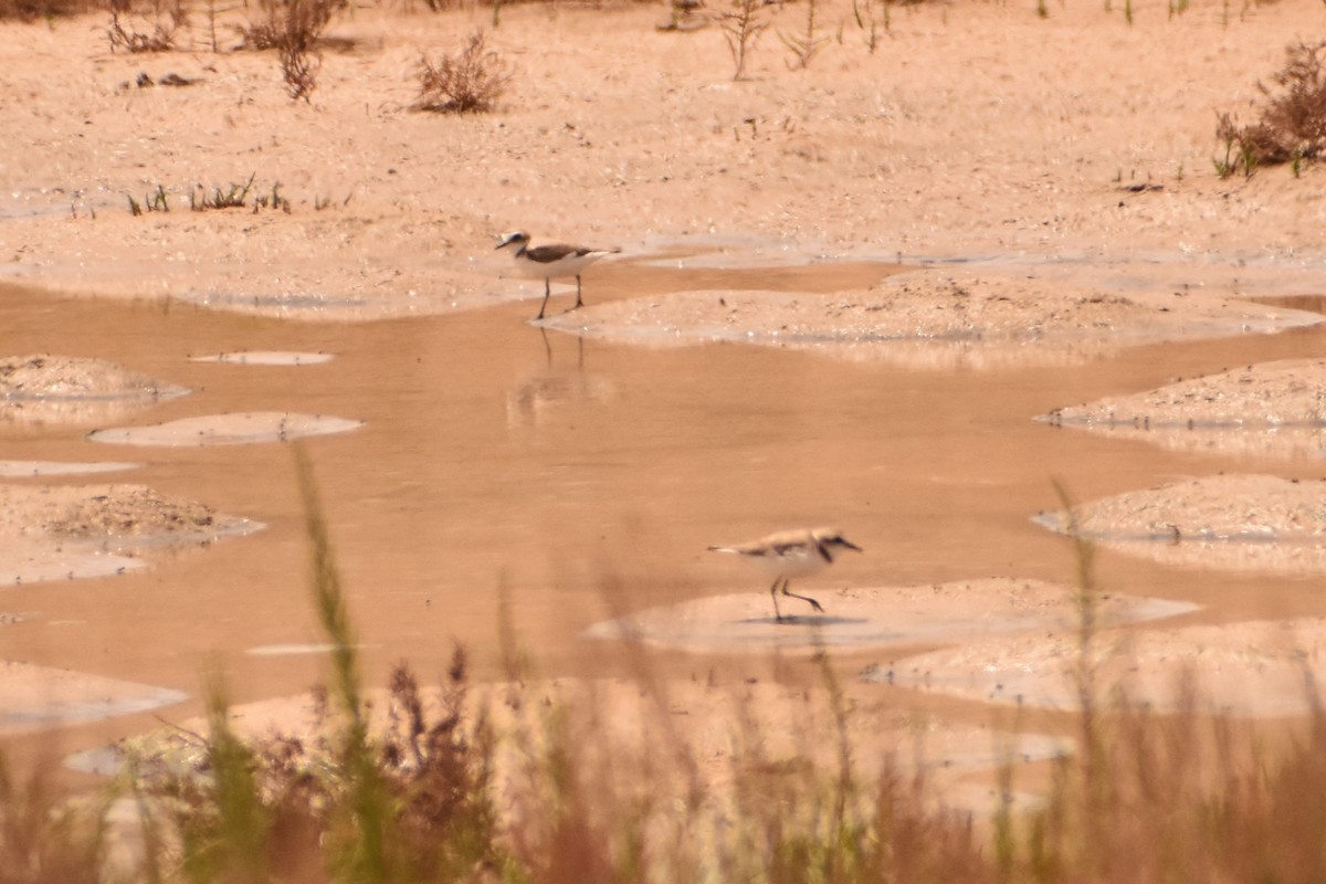 Kentish Plover - ML620355138