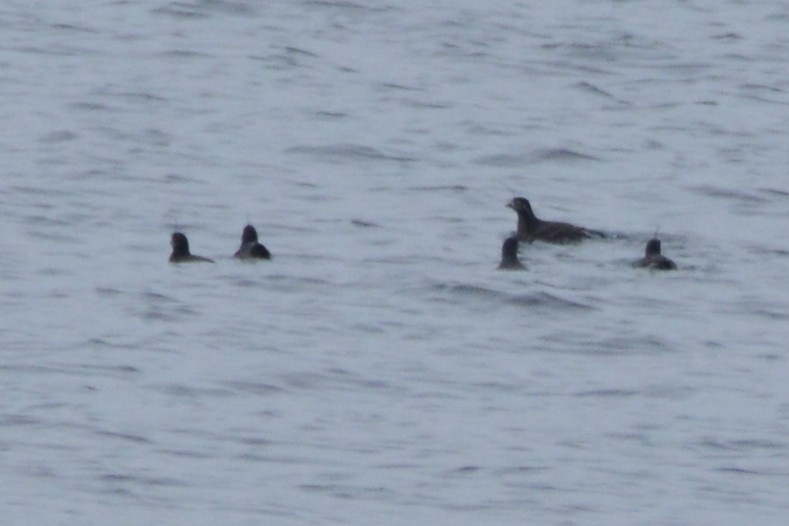 Whiskered Auklet - ML620355150