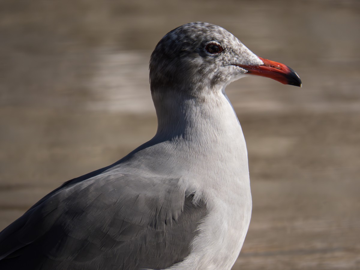 Heermann's Gull - ML620355151