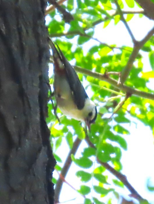 White-breasted Nuthatch - ML620355154