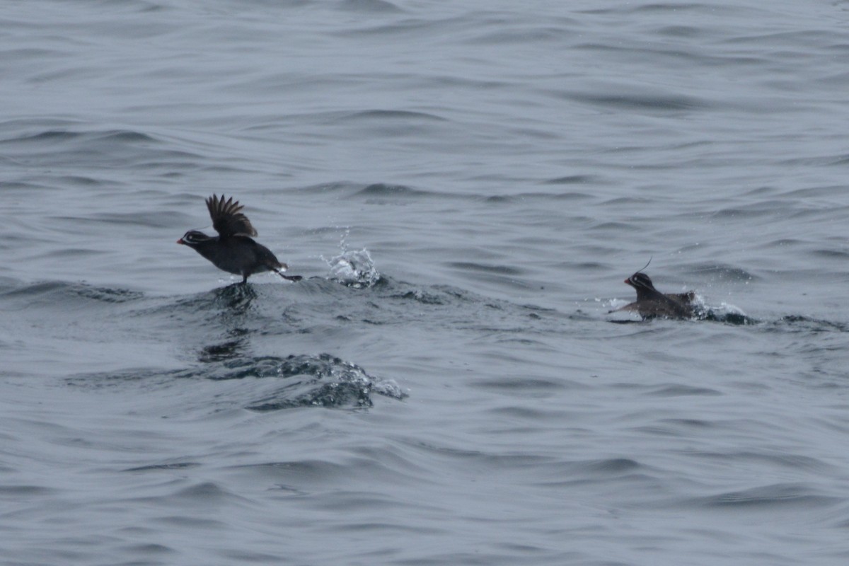 Whiskered Auklet - ML620355165