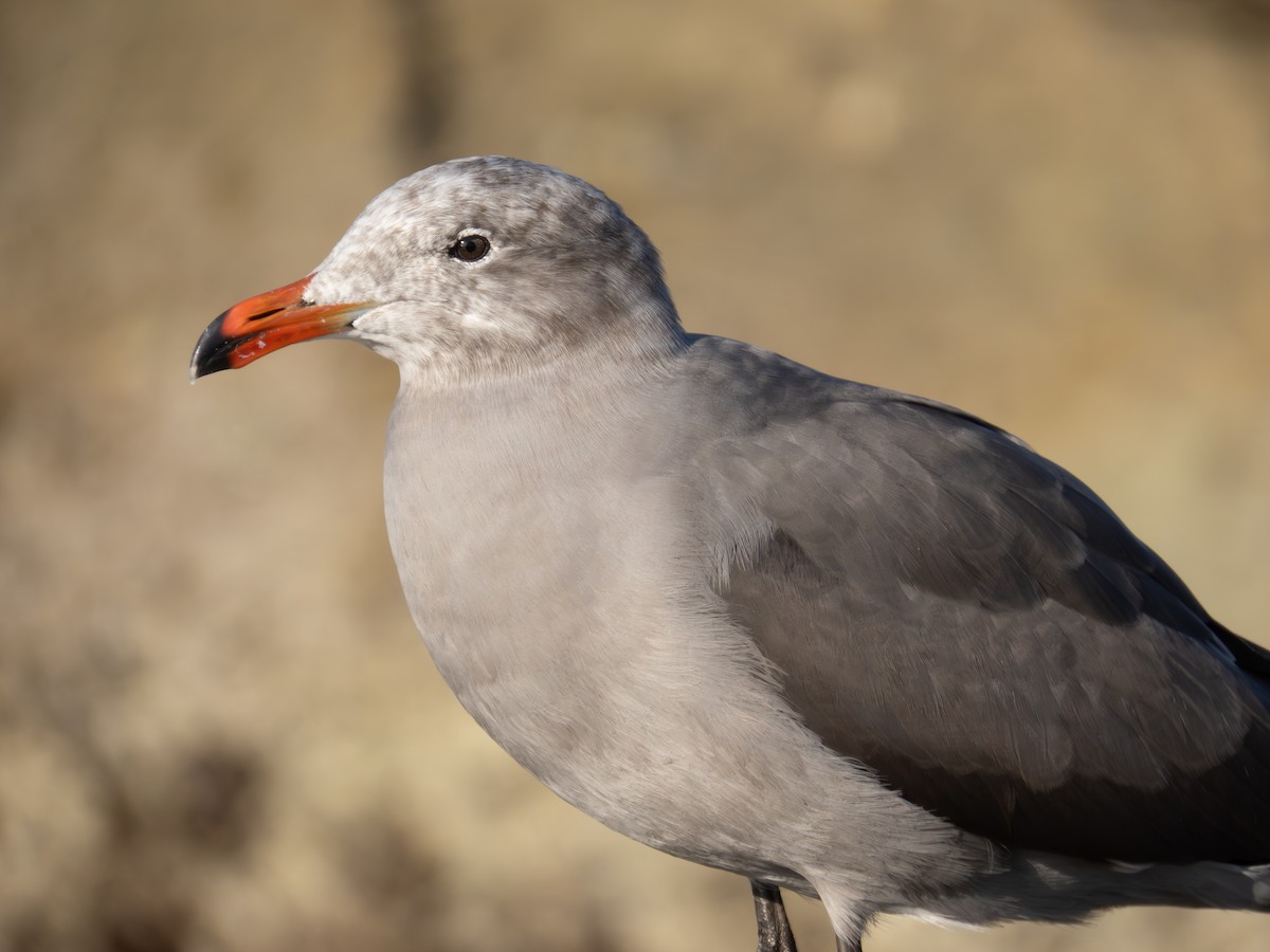 Heermann's Gull - ML620355168