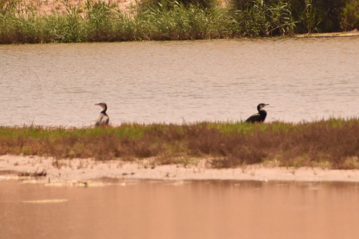 Great Cormorant - ML620355174