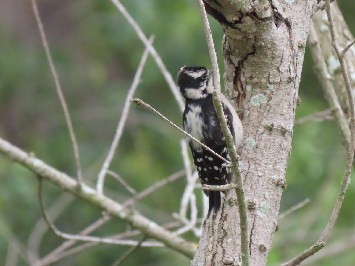 Downy Woodpecker - ML620355182