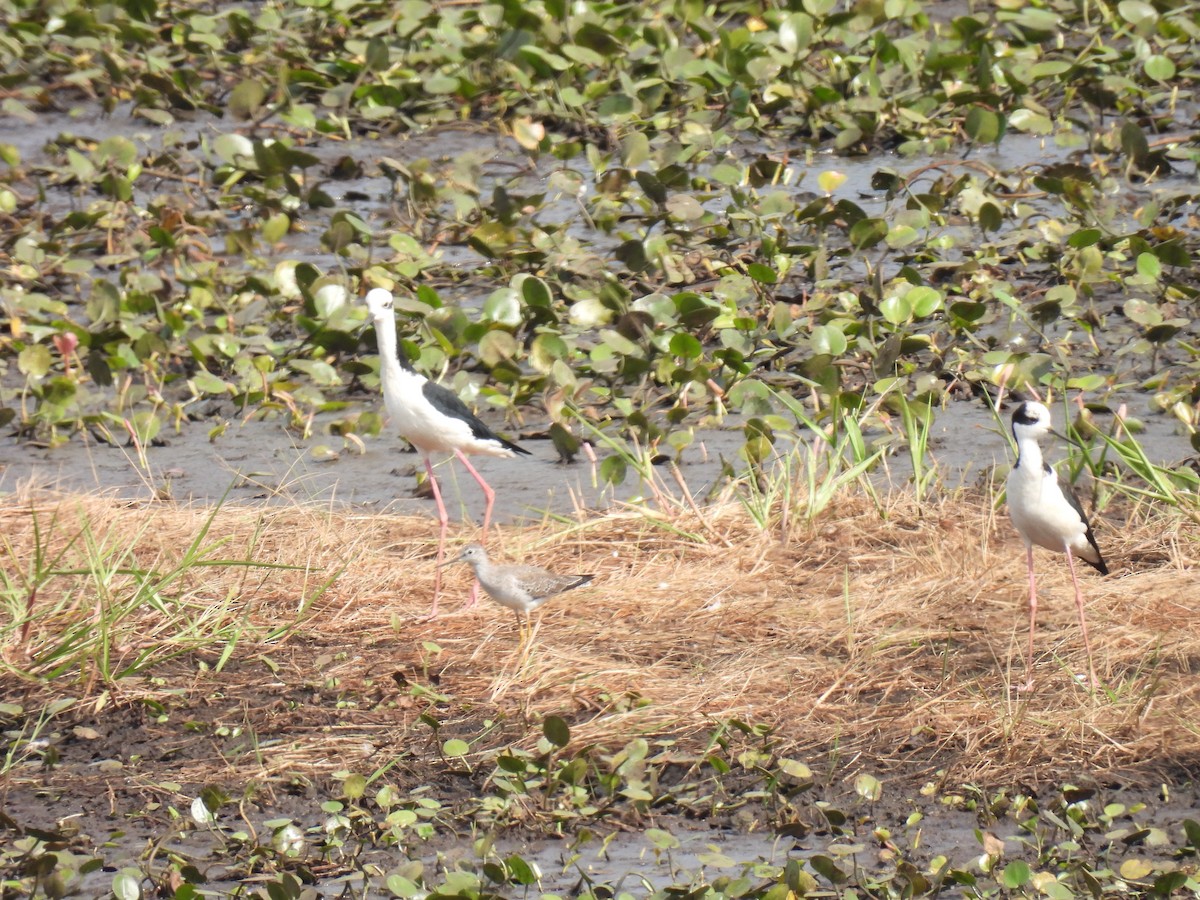 Black-necked Stilt - ML620355183