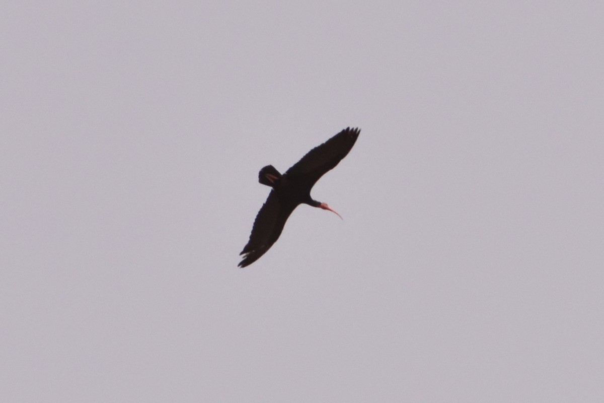 ibis skalní - ML620355189