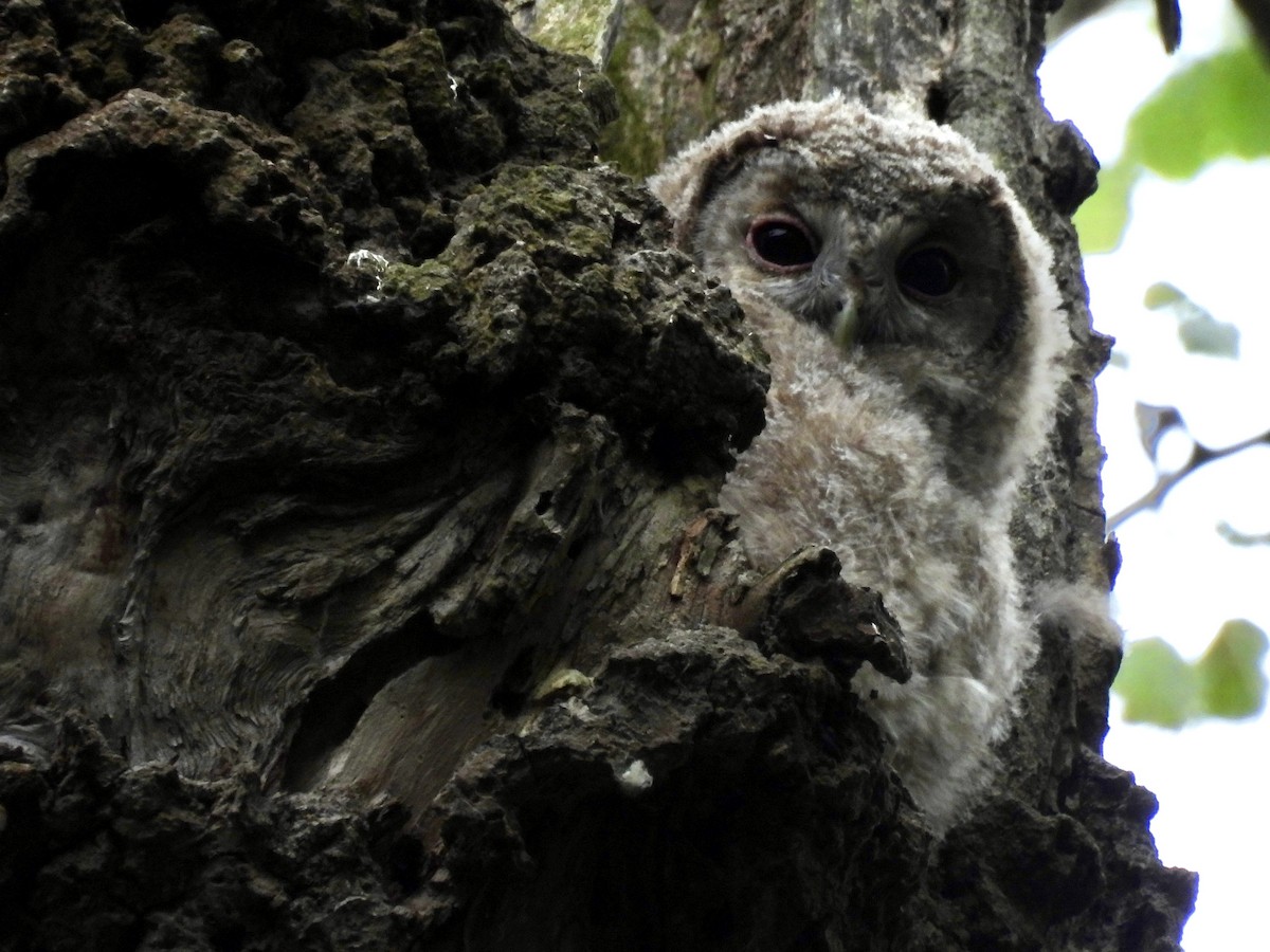 Tawny Owl - ML620355191