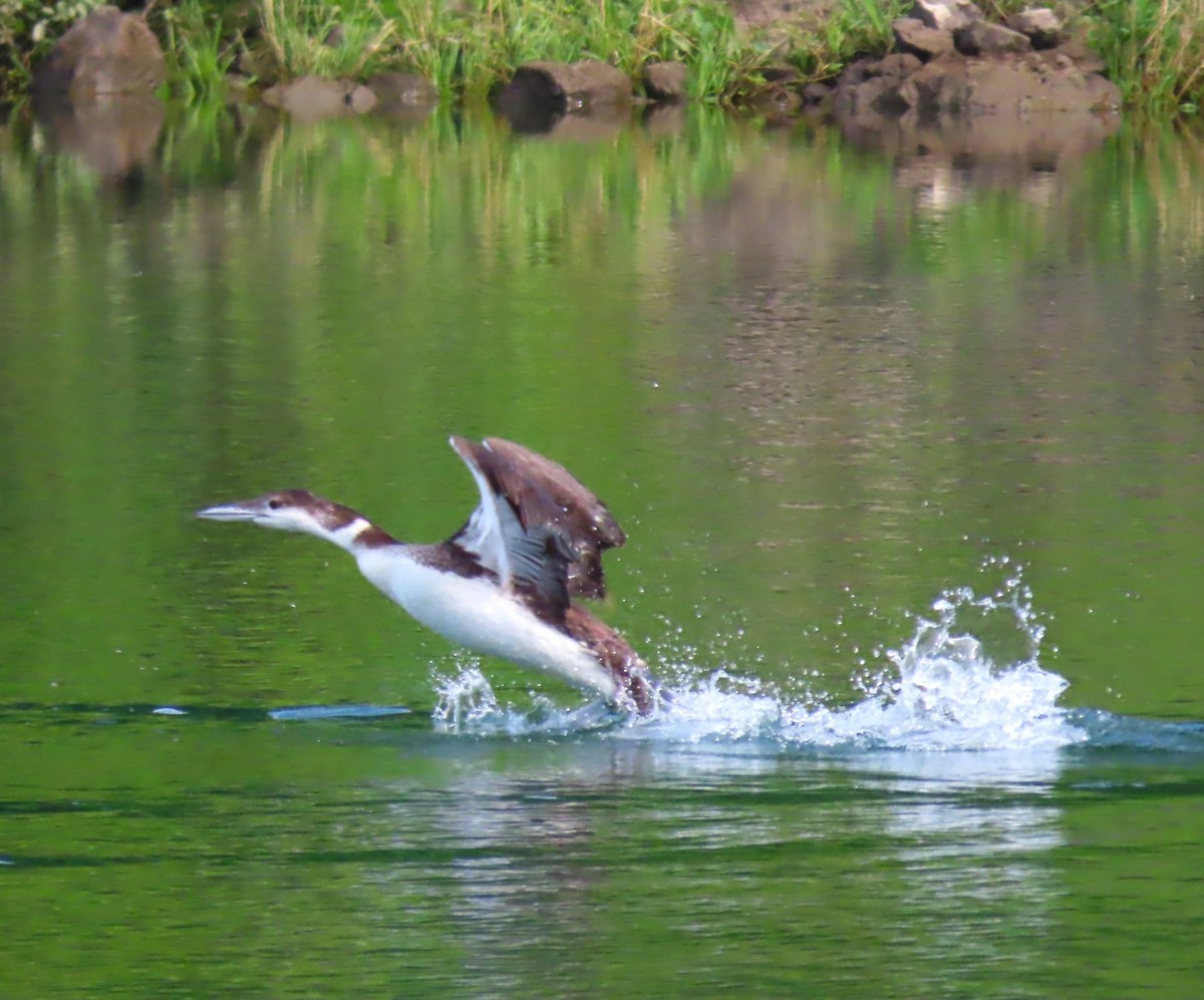 Common Loon - ML620355197